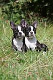 BOSTON TERRIER 102